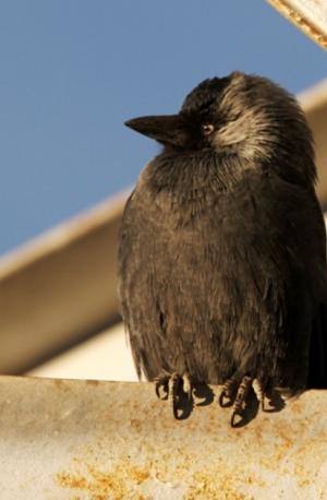 Jack Daw (Forok migkar)