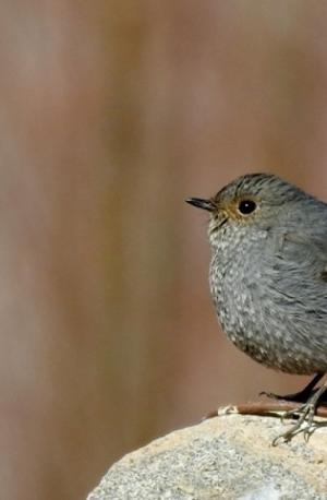 Plumbeous Water Redstart (Chui Sentik)