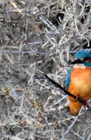 Common Kingfisher (Nyaza Chuon)