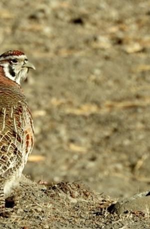 Tibetan Partridge (Dep sRak)