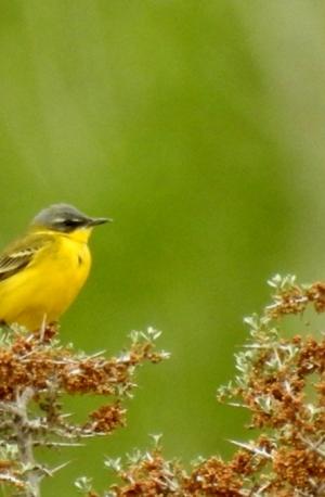 Grey Wagtail 