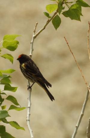 Red-fronted Serin (Palba membar)