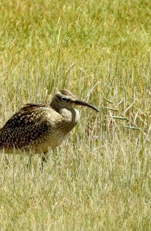 Whimbreal 