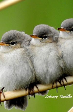 Chicks of Kashmir Chiff Chaff