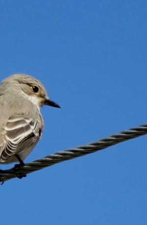 Spotted Flycatcher