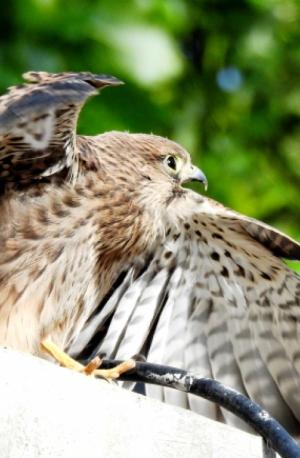 Common Kestrel (Tha)