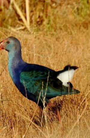 Purple Swamphen 