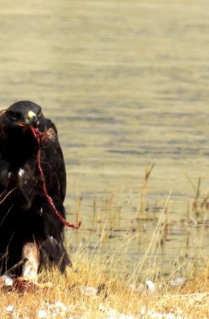 Golden Eagle (Lag Nag / Thang Nag)