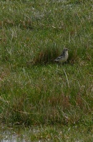 Bandt's Mountain Finch