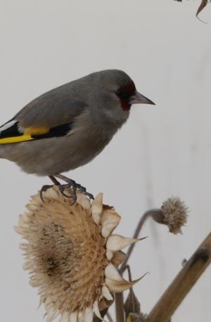Europian Goldfinch
