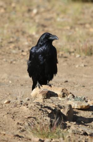 Commen Raven
