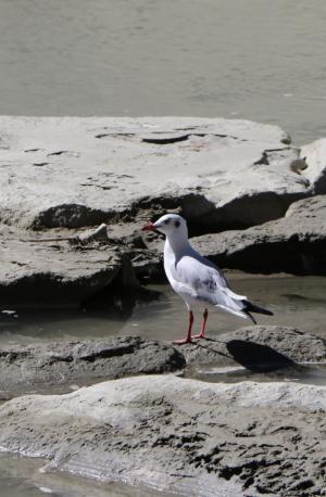 Brown Headed Gull