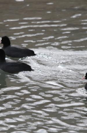 Common Coot