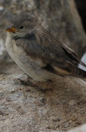 Tibetan Snowfinch