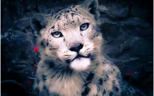 Snow Leopard (Panthera Uncia)  rChan or Shan