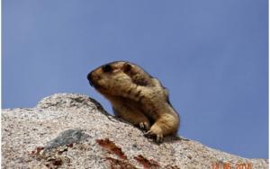 Himalayan Marmot (Phia)