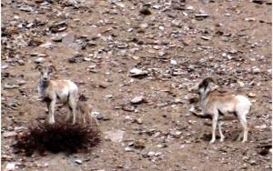 Tibetan Argali ( Nyan or rNyan)