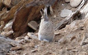 Woolly Hare (Ribong)
