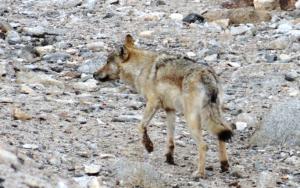 Tibetan or Himalayan Wolf ( Shangku)