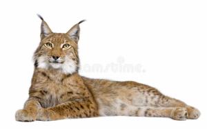 Eurasian Lynx (lynx lynx)  Ee