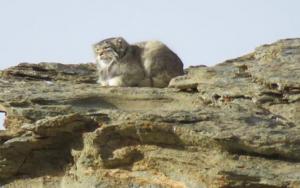 Pallas's Cat  (Ribilik)