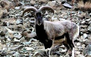 Blue Sheep / Bharal  (rNapo)