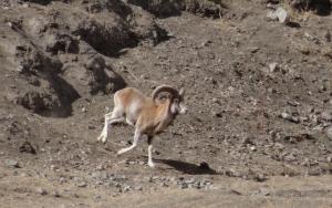Ladakh Urial (Shapo)
