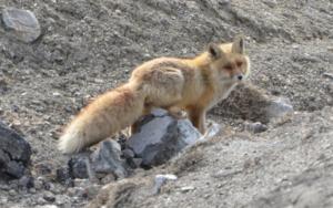 Red Fox ( Watsey)