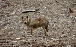 Himalayan Wolf ( Shang ku)
