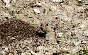 Stolicska Vole (Zabra)