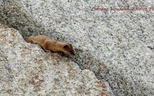 Himalayan Weasel (Lakirmo)