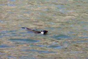 Eurasian Otter (Chu-sRam)