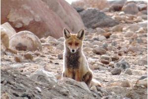Red Fox (Waatsey)