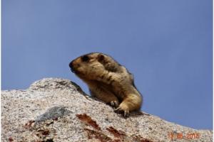 Himalayan Marmot (Phia)