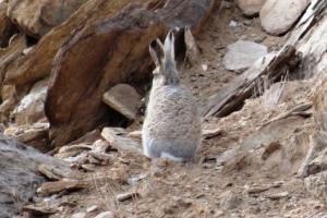 Woolly Hare (Ribong)
