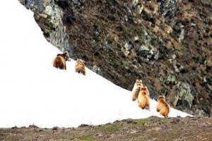 Himalayan Brown Bear (Denmo), Photo by Intesar Sohail 