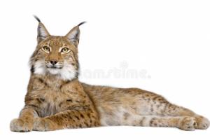 Eurasian Lynx (lynx lynx)  Ee