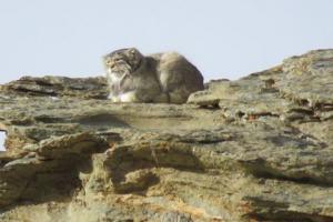 Pallas's Cat  (Ribilik)