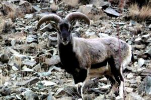 Blue Sheep / Bharal  (rNapo)