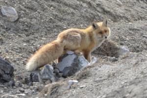 Red Fox ( Watsey)