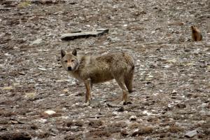 Himalayan Wolf ( Shang ku)