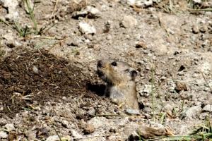 Stolicska Vole (Zabra)