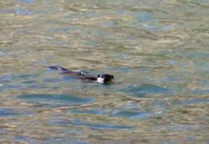 Eurasian Otter (Chu-sRam)