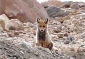 Red Fox (Waatsey)