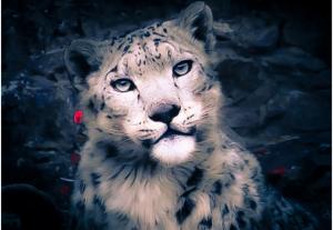 Snow Leopard (Panthera Uncia)  rChan or Shan