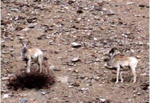 Tibetan Argali ( Nyan or rNyan)