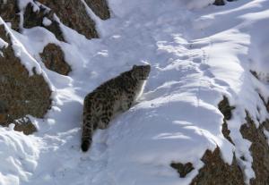 Snow Leopard   ( rChan)