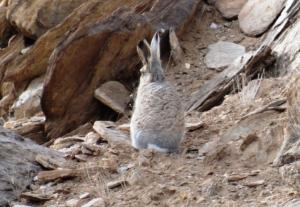 Woolly Hare (Ribong)