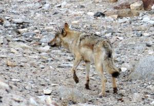 Tibetan or Himalayan Wolf ( Shangku)
