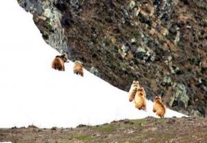 Himalayan Brown Bear (Denmo), Photo by Intesar Sohail 